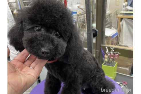 販売中のトイプードルの親犬