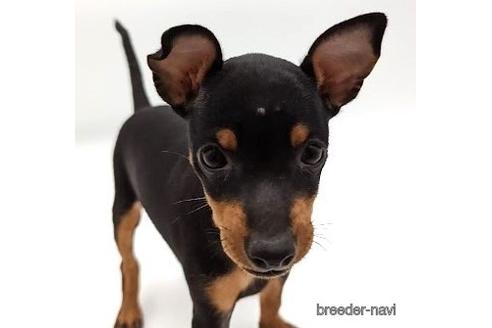 東京都のトイマンチェスターテリア 女の子 22 08 30生まれ ブラックタン 子犬id 18 ブリーダーナビ