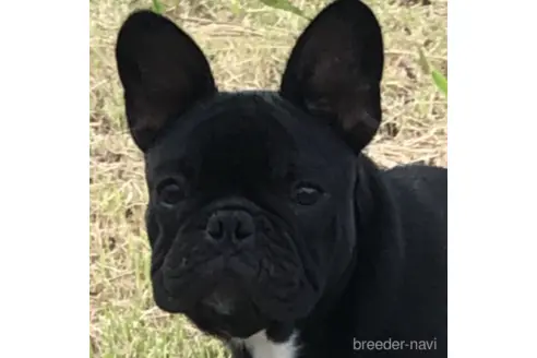 千葉県のフレンチブルドッグ 男の子 22 06 09生まれ ブリンドル 子犬id 4387 ブリーダーナビ