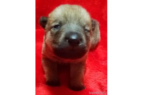 北海道犬の子犬を探す ブリーダーナビ