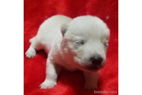 北海道犬の子犬を探す ブリーダーナビ