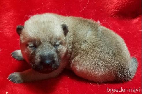 北海道犬の子犬を探す ブリーダーナビ