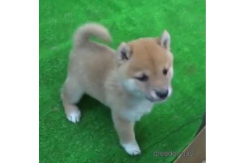 佐賀県で豆柴の子犬を探す ブリーダーナビ