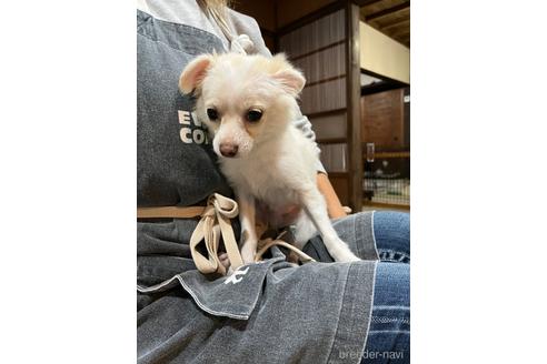 神奈川県のミックス犬 男の子 22 06 30生まれ クリーム ホワイト 子犬id ブリーダーナビ 神奈川県のミックス犬 男の子 22 06 30生まれ クリーム ホワイト 子犬id ブリーダーナビ