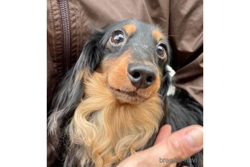 販売中のカニンヘンダックスフンド(ロングヘアード)の親犬