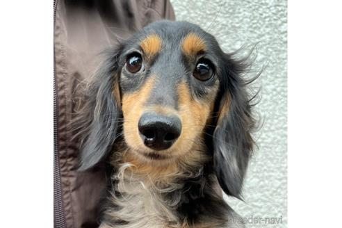 販売中のカニンヘンダックスフンド(ロングヘアード)の親犬