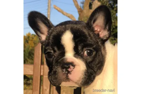 千葉県のフレンチブルドッグ 男の子 22 09 08生まれ パイド 子犬id 4797 ブリーダーナビ