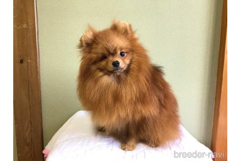 新潟県のポメラニアン 男の子 21 11 07生まれ オレンジ 子犬id 4929 ブリーダーナビ