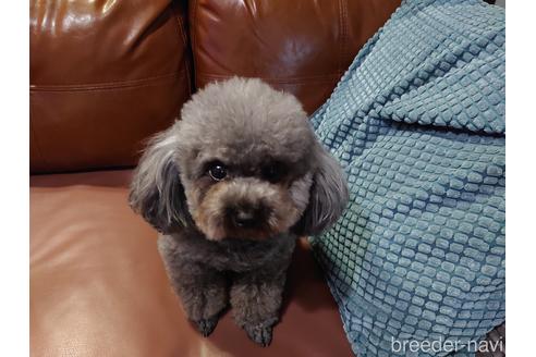 販売中のトイプードルの親犬