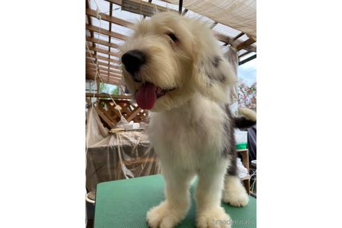 千葉県でオールドイングリッシュシープドッグの子犬を探す ブリーダーナビ