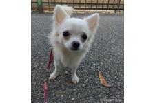 ♀︎チワワ(ロングコート)