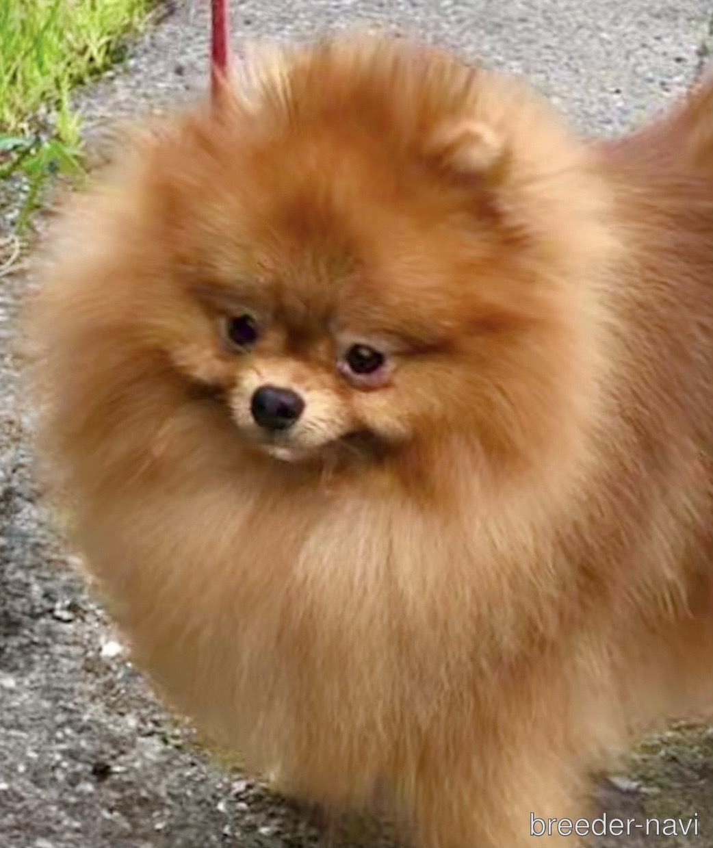 小川ブリーダー