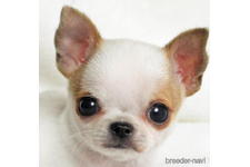 ♀︎チワワ(スムースコート)