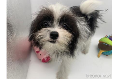 東京都のミックス犬 男の子 22 05 08生まれ ホワイト ブラック 子犬id ブリーダーナビ 東京都のミックス犬 男の子 22 05 08生まれ ホワイト ブラック 子犬id ブリーダーナビ