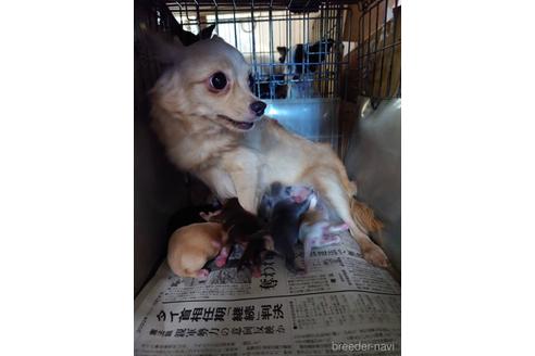 販売中のチワワ(ロングコート)の親犬