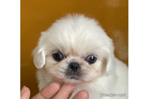 群馬県のペキニーズ 女の子 22 09 06生まれ ホワイト 白 子犬id 5486 ブリーダーナビ 群馬県のペキニーズ 女の子 22 09 06生まれ ホワイト 白 子犬id 5486 ブリーダーナビ