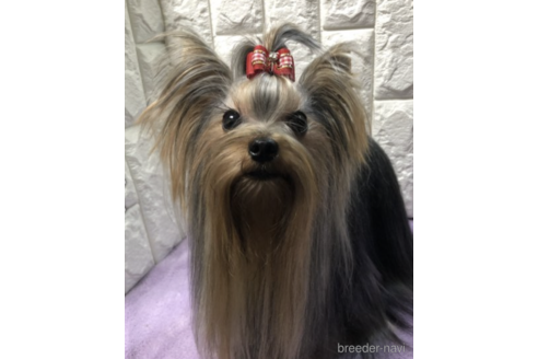 販売中のヨークシャーテリアの親犬