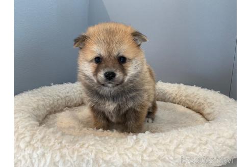 北海道のミックス犬 女の子 22 09 28生まれ 赤色 子犬id 5774 ブリーダーナビ 北海道のミックス犬 女の子 22 09 28生まれ 赤色 子犬id 5774 ブリーダーナビ