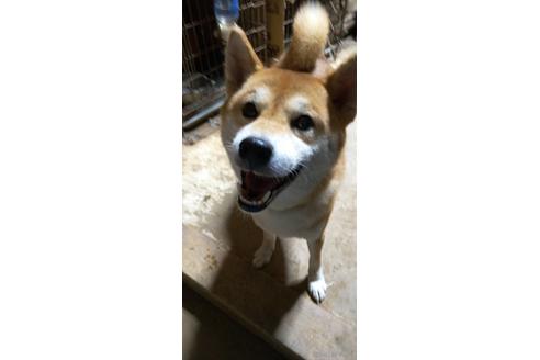 販売中の柴犬の親犬
