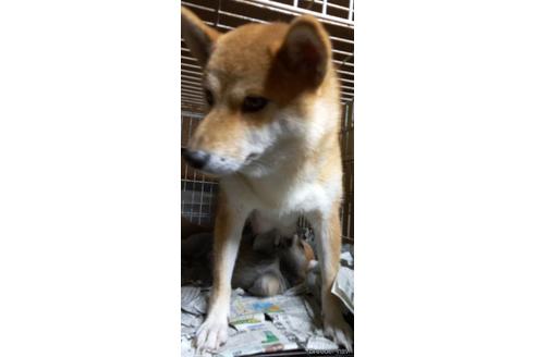 販売中の柴犬の親犬