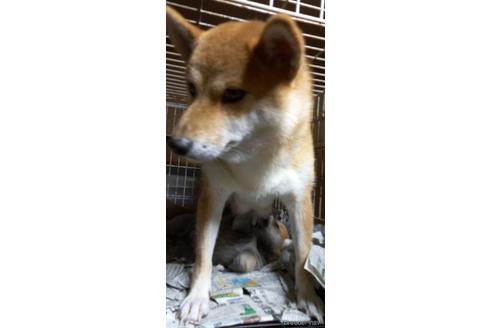 販売中の柴犬の母親