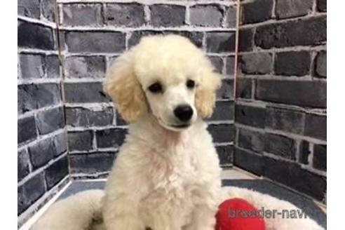 静岡県のトイプードル 男の子 22 08 05生まれ ホワイト 白 子犬id 1952 ブリーダーナビ