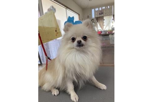 販売中のポメラニアンの親犬