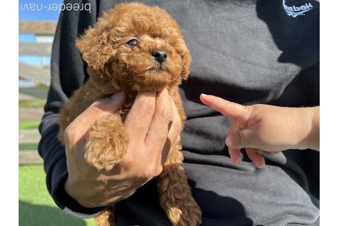 後藤祐樹ブリーダーの詳細の1枚目