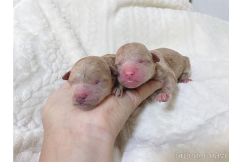 鹿児島県のミックス犬 女の子 22 11 02生まれ クリーム系 子犬id 6234 ブリーダーナビ 鹿児島県のミックス犬 女の子 22 11 02生まれ クリーム系 子犬id 6234 ブリーダーナビ