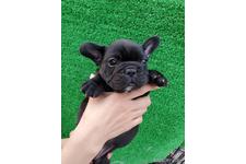 迫まどかブリーダー