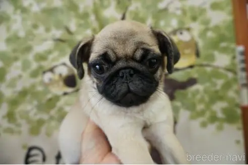 パグの子犬を探す ブリーダーナビ