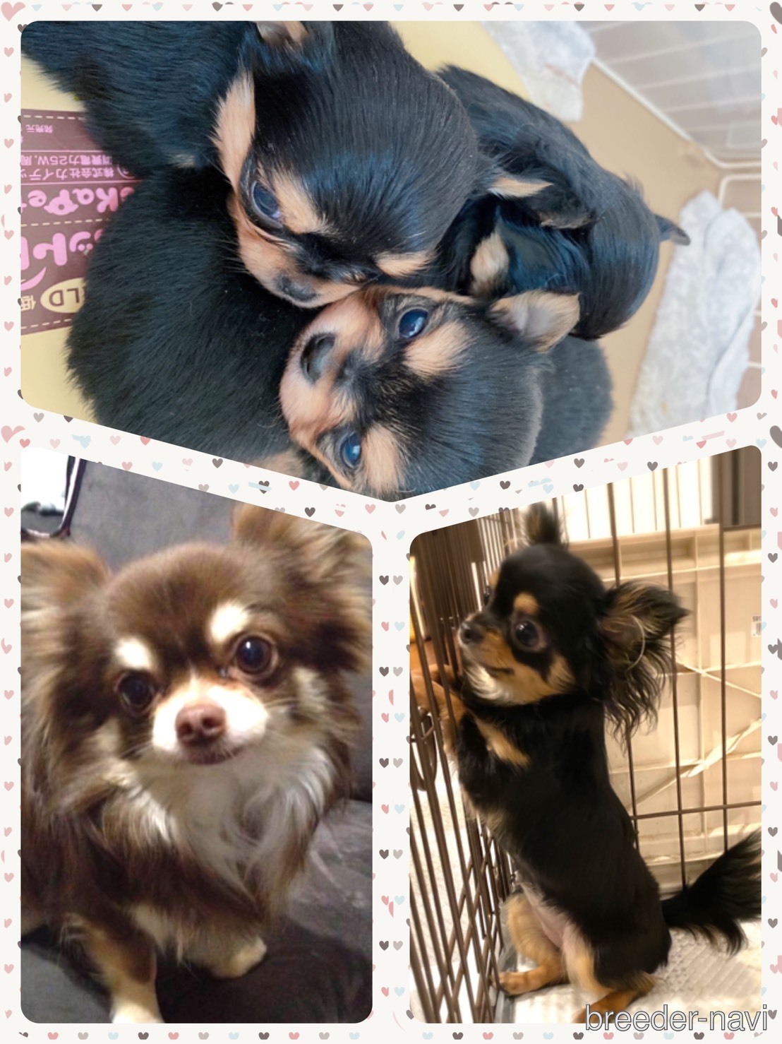 森藤ブリーダー