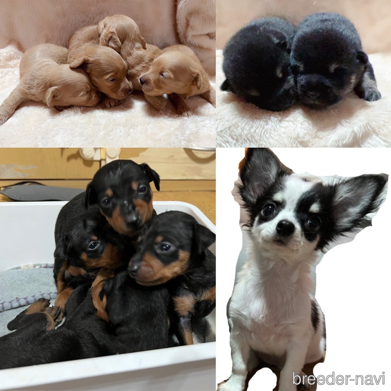 大住ブリーダー