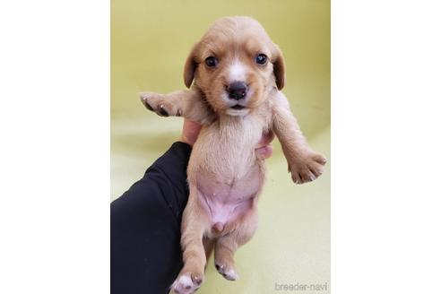 大阪府のミックス犬 女の子 22 10 10生まれ ゴールド 子犬id 6633 ブリーダーナビ 大阪府のミックス犬 女の子 22 10 10生まれ ゴールド 子犬id 6633 ブリーダーナビ