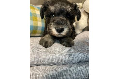 福岡県のミニチュアシュナウザー 男の子 22 09 26生まれ ブラック シルバー 子犬id 62 ブリーダーナビ 福岡県のミニチュアシュナウザー 男の子 22 09 26生まれ ブラック シルバー 子犬id 62 ブリーダーナビ