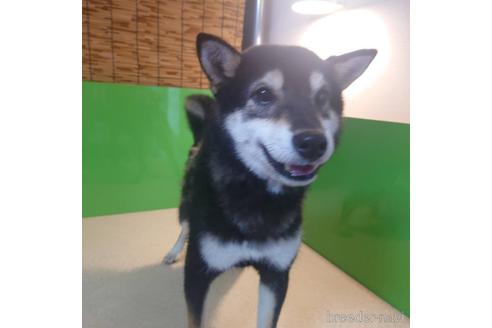 新潟県の柴犬 女の子 21 12 06生まれ 黒色 子犬id 6845 ブリーダーナビ