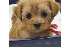 ♀︎マルプー:マルチーズ×トイプードル