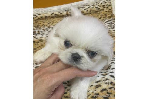 群馬県のペキニーズ 男の子 22 09 生まれ ホワイト 白 子犬id 63 ブリーダーナビ 群馬県のペキニーズ 男の子 22 09 生まれ ホワイト 白 子犬id 63 ブリーダーナビ