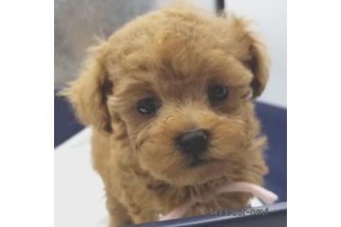 東京都のミックス マルプー マルチーズ トイプードル 女の子 22 10 03生まれ アプリコット 子犬id 6859 ブリーダーナビ