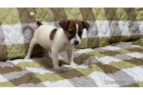 埼玉県でジャックラッセルテリアの子犬を探す ブリーダーナビ