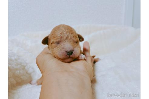 鹿児島県のミックス犬 女の子 22 11 02生まれ クリーム系 子犬id 7379 ブリーダーナビ 鹿児島県のミックス犬 女の子 22 11 02生まれ クリーム系 子犬id 7379 ブリーダーナビ