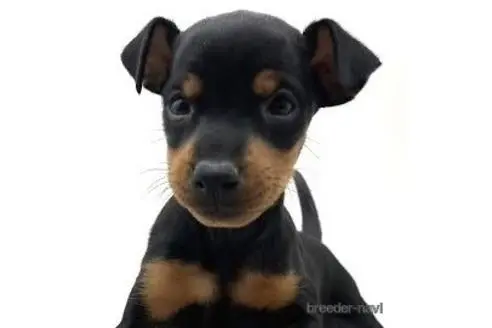 東京都のトイマンチェスターテリア 女の子 22 10 04生まれ ブラックタン 子犬id 7485 ブリーダーナビ