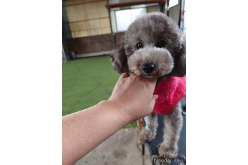 埼玉県のトイプードル 女の子 21 12 12生まれ グレー 子犬id 1775 ブリーダーナビ