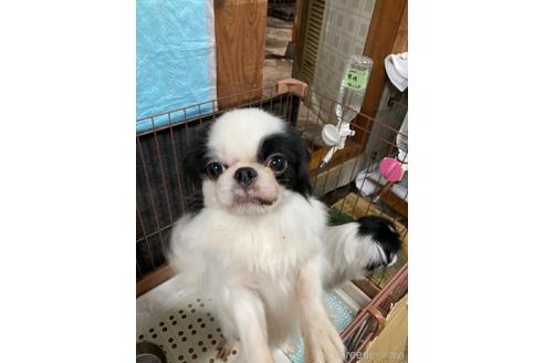 販売中の狆 (チン)の親犬