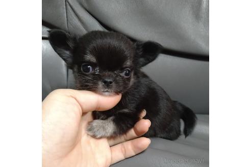 北海道のチワワ ロングコート 女の子 22 09 29生まれ ブラックタン 子犬id 7677 ブリーダーナビ
