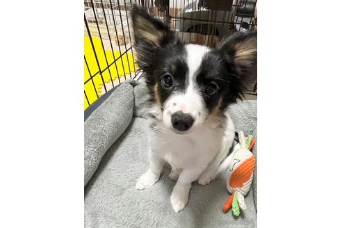 福島県のミックス犬 男の子 22 08 01生まれ ホワイト ブラックタン 子犬id ブリーダーナビ 福島県のミックス犬 男の子 22 08 01生まれ ホワイト ブラックタン 子犬id ブリーダーナビ