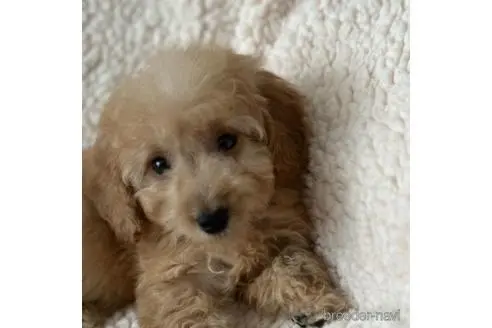 北海道のミックス ダップー ミニチュアダックスフンド トイプードル 男の子 22 09 11生まれ レッド 子犬id 78 ブリーダーナビ