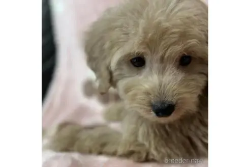 北海道のミックス ダップー ミニチュアダックスフンド トイプードル 男の子 22 09 11生まれ シャンパン 子犬id 79 ブリーダーナビ