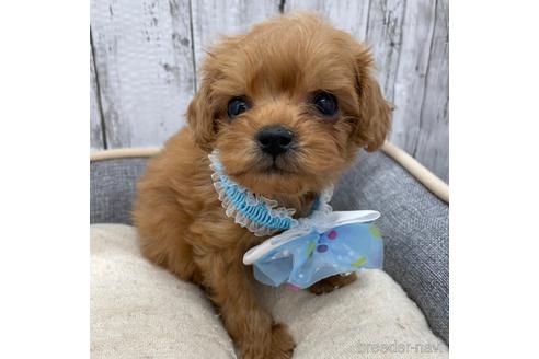 岡山県のミックス犬 男の子 22 09 15生まれ レッド 子犬id 8090 ブリーダーナビ 岡山県のミックス犬 男の子 22 09 15生まれ レッド 子犬id 8090 ブリーダーナビ
