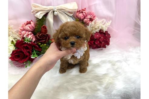 110.ぴんく♡ぷーどる様 camarapontal.sp.gov.br